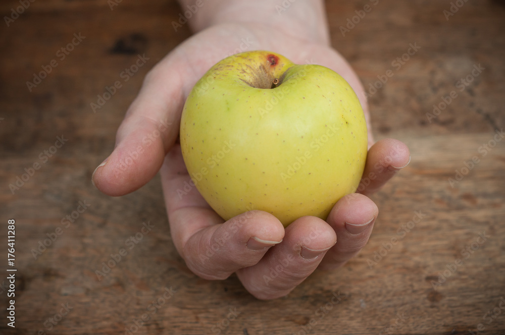 détail pomme jaune dans une main détail pomme jaune dans une main
