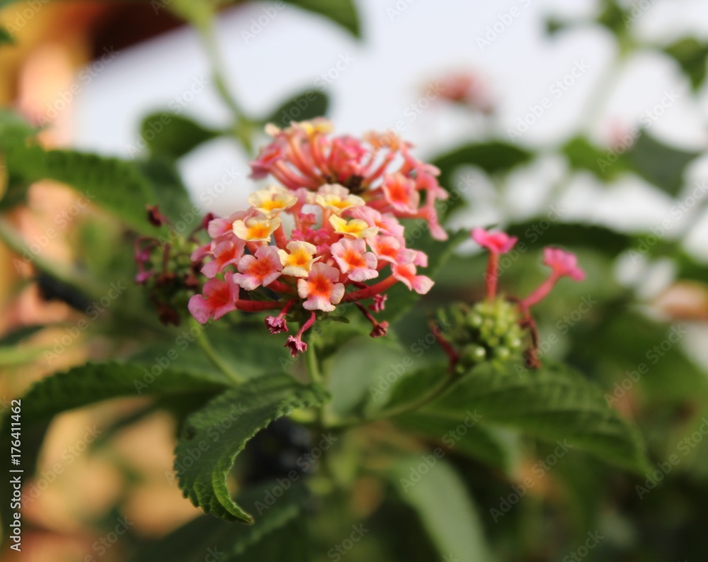 Lantana Stock Photo | Adobe Stock