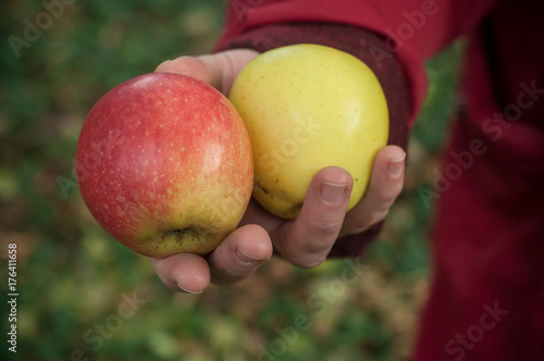 détail main de femme tenant des pommes 