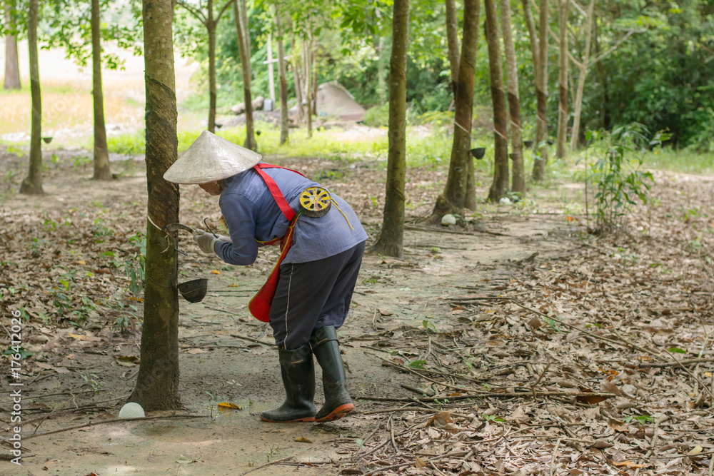 Asian women tapping on the rubber tree Asian women tapping on the rubber tree