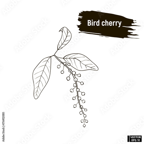 Outline berry, bird cherry sketch.