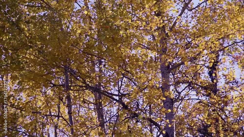 Golden Trembling Aspen Leaves in Fall Golden Trembling Aspen Leaves in Fall