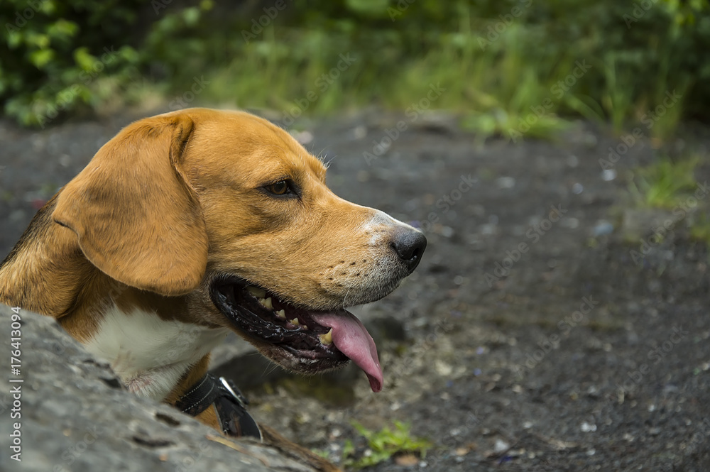 Portrait of beagle