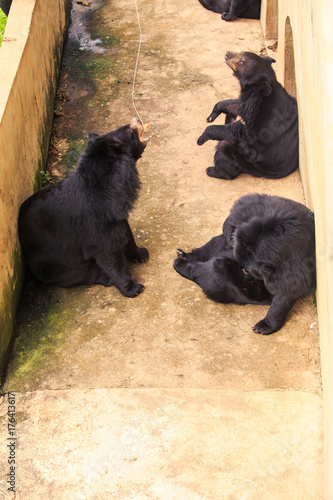 Black Bears Sit Lie between Barrier and Wall in Zoo