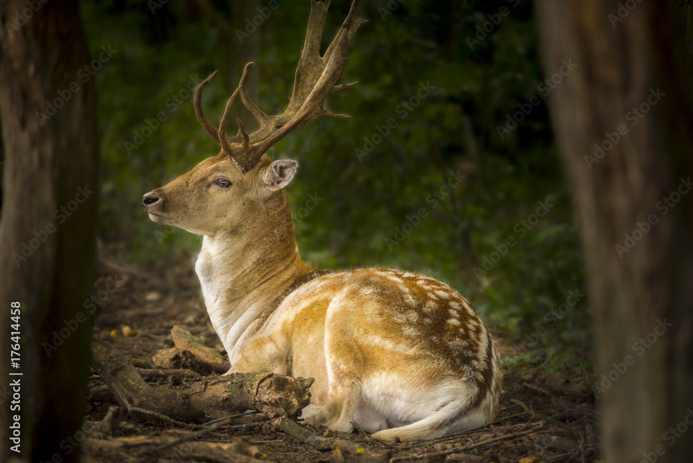Fallow deer in the wildernis Fallow deer in the wildernis