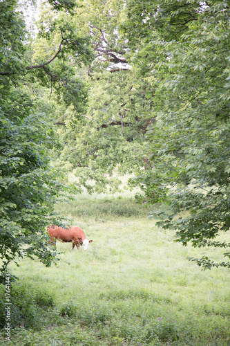 Cow and trees