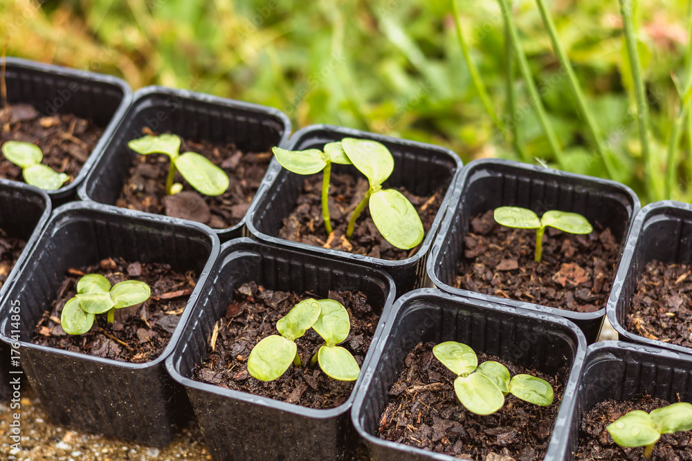 young sunflower shoot in spring in buckets young sunflower shoot in spring in buckets