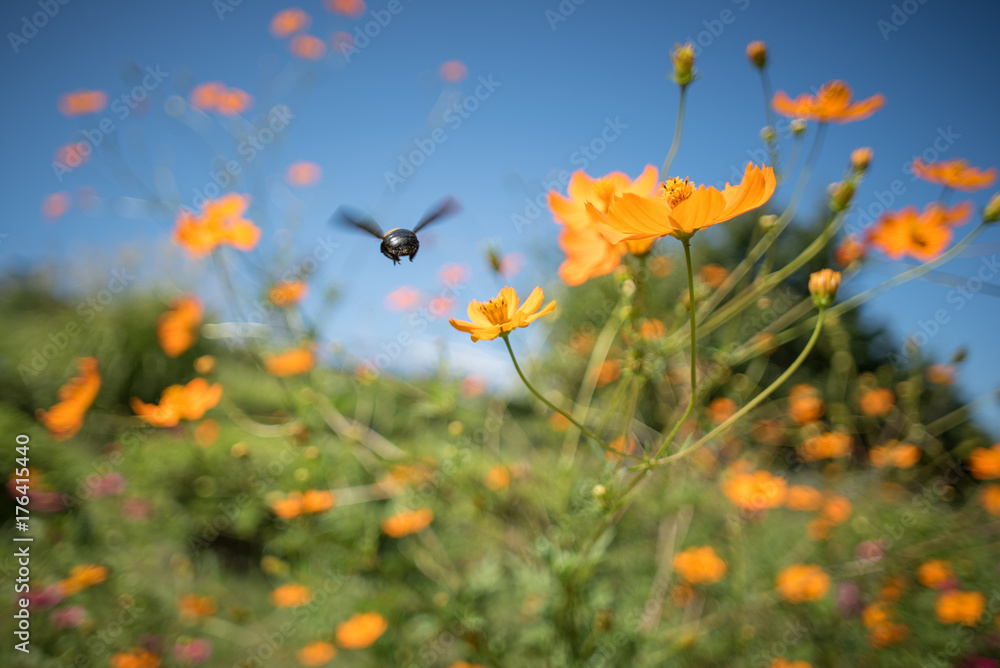 次の花へ飛んでいくハチとキバナコスモス 次の花へ飛んでいくハチとキバナコスモス