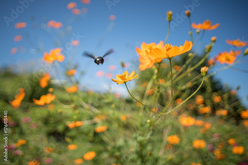 Fototapeta Naklejka Na Ścianę i Meble -  次の花へ飛んでいくハチとキバナコスモス