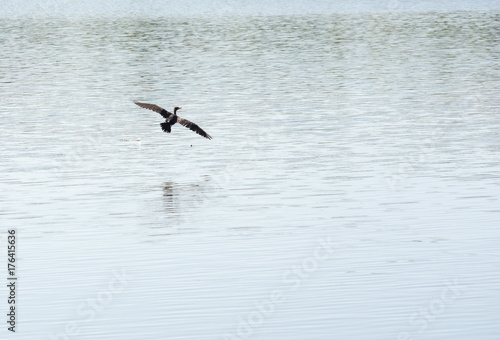 Cormorant Duck Gliding Over Lake