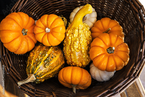 Plenty Pumpkins collected in the Wicker Basket for Halloween and Thanksgiving in the Autumn