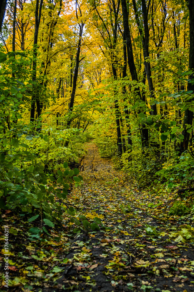 gravel road with foliage in dark autumn forest in the evening