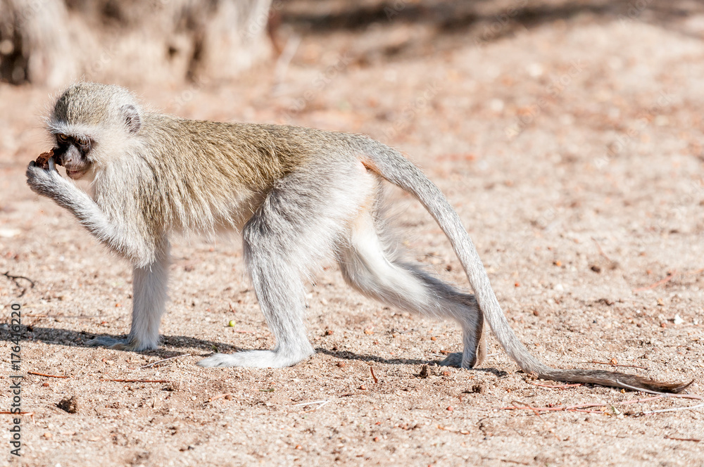 Vervet monkey with extended tail and food in hand