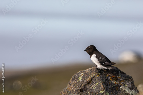 Little auk, Alle alle, sitting on a rock in Spitsbergen, Svalbard, Norway photo