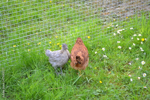Poules