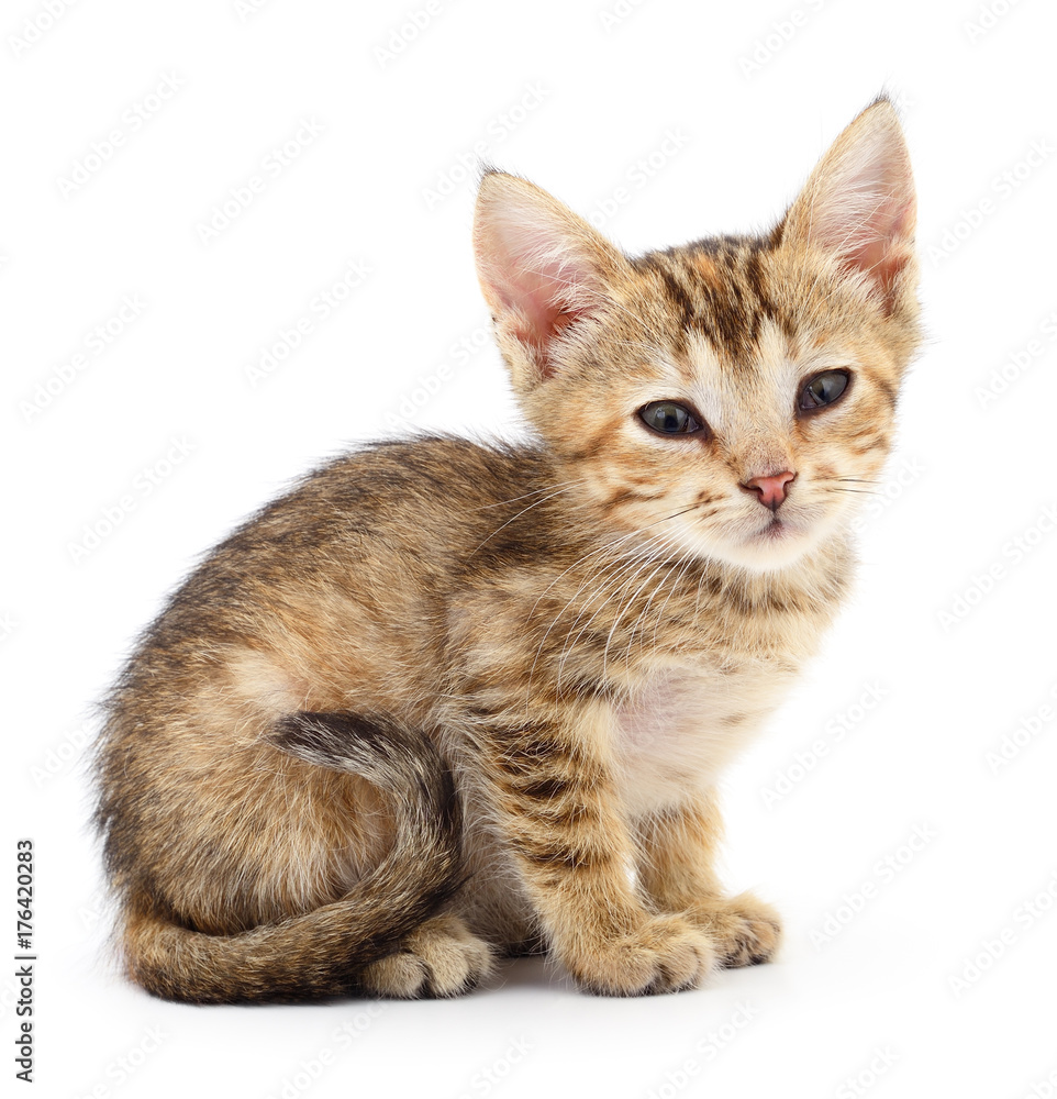 Small brown kitten. Small brown kitten.