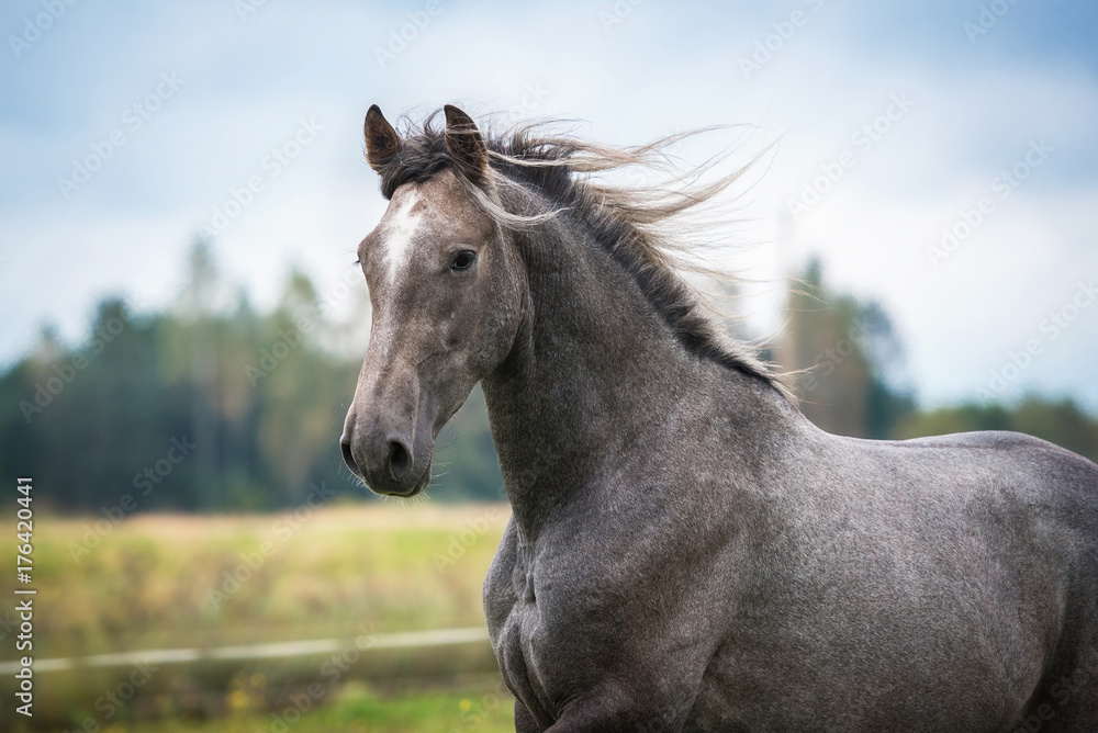 Young andalusian horse running Young andalusian horse running