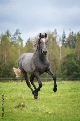 Young andalusian horse running on the field