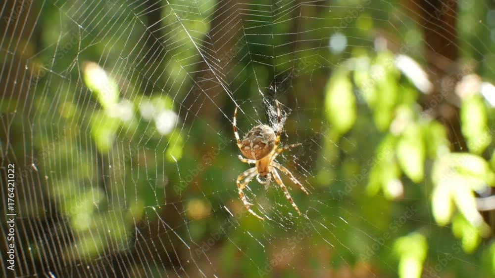 The spider is sitting on a cobweb. The web is poured into the sun. Stedikam shot is suitable for the background. The spider is sitting on a cobweb. The web is poured into the sun. Stedikam shot is suitable for the background.