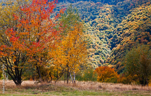beautiful autumn scene in Apuseni mountains  Carpathians  Romania