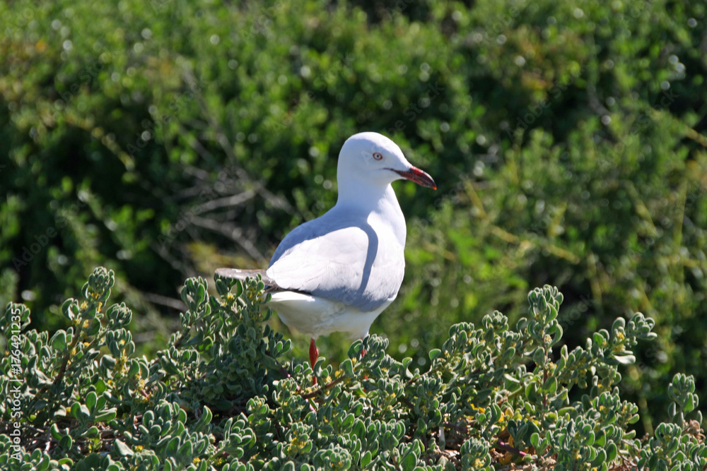 Silver gull Silver gull