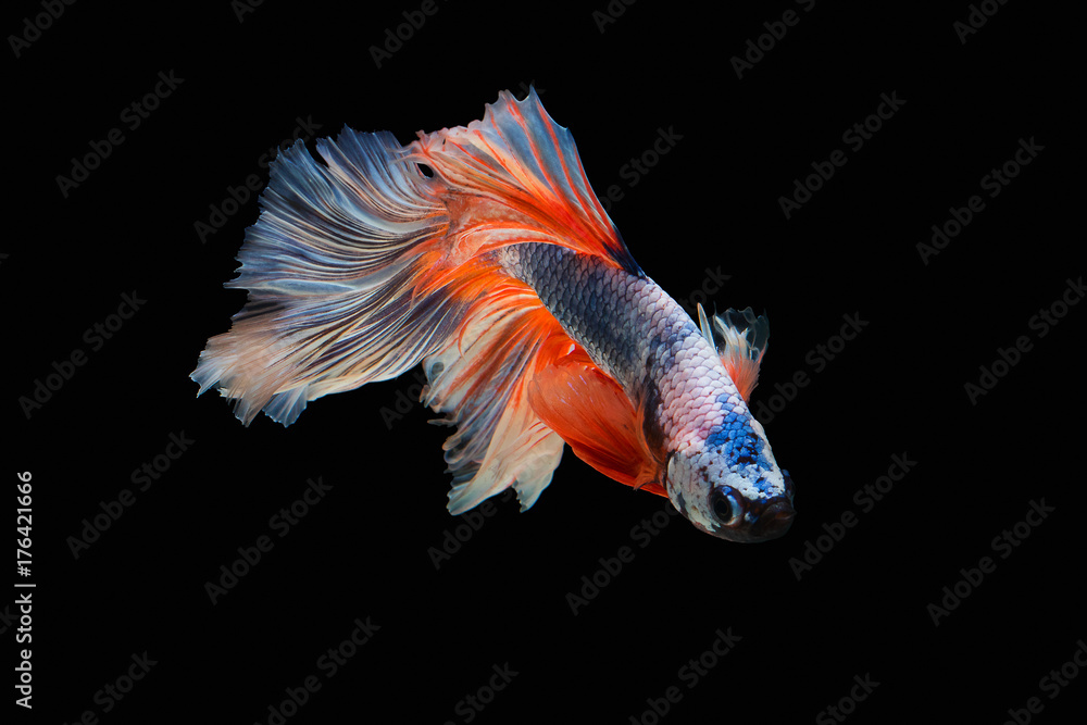 Fototapeta premium The moving moment beautiful of siam betta fish in thailand on black background.