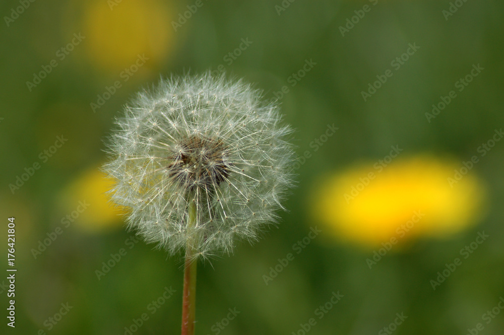 Fototapeta premium dmuchawiec