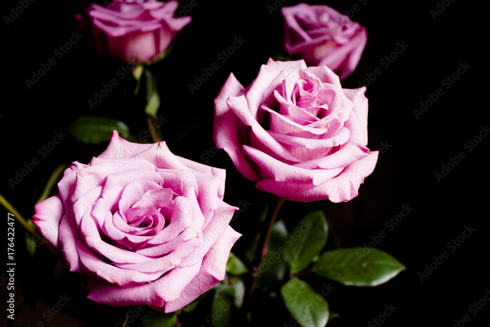 Fototapeta premium Lilac rose on black background