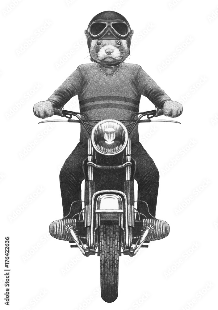 Fototapeta premium Least Weasel rides motorcycle. Hand drawn illustration.