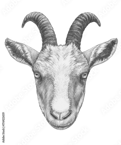 Portrait of Goat. Hand-drawn illustration. © Victoria Novak