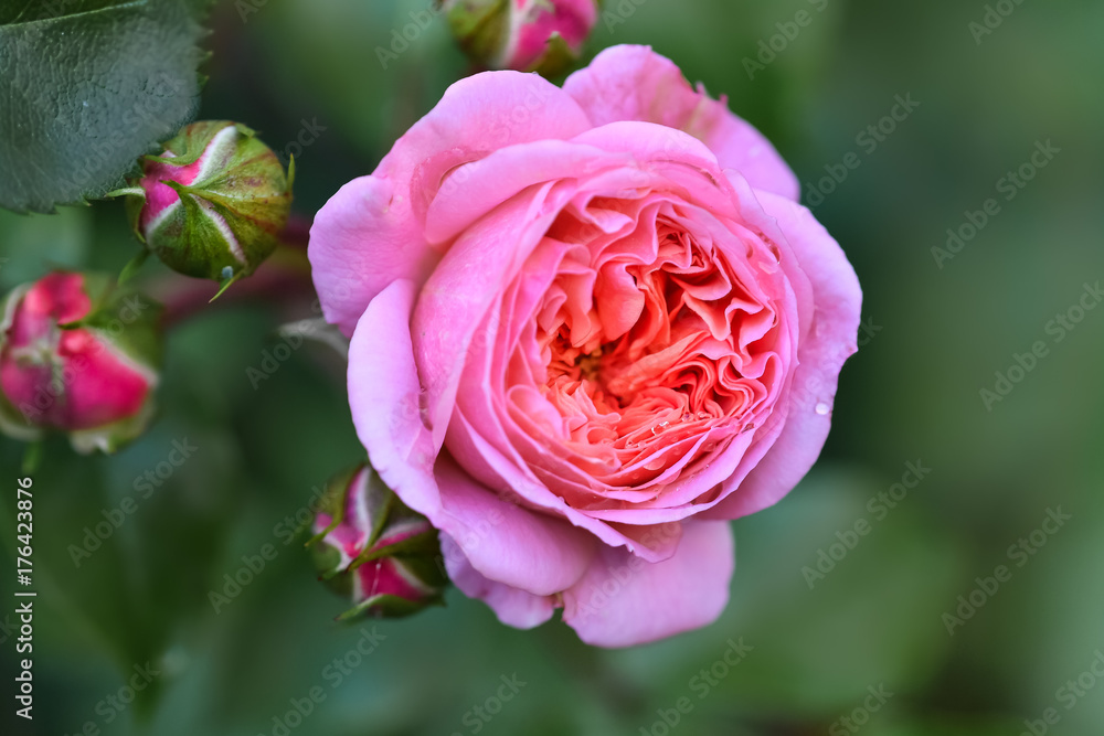 Beautiful flowers in the garden Beautiful flowers in the garden