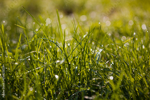 beautiful photo of close up of dew drops on grass in the morning