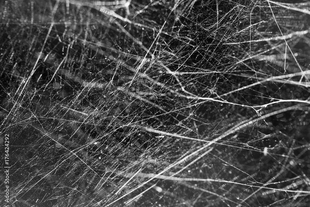 beautiful photo of spider web, abstraction, incredible background