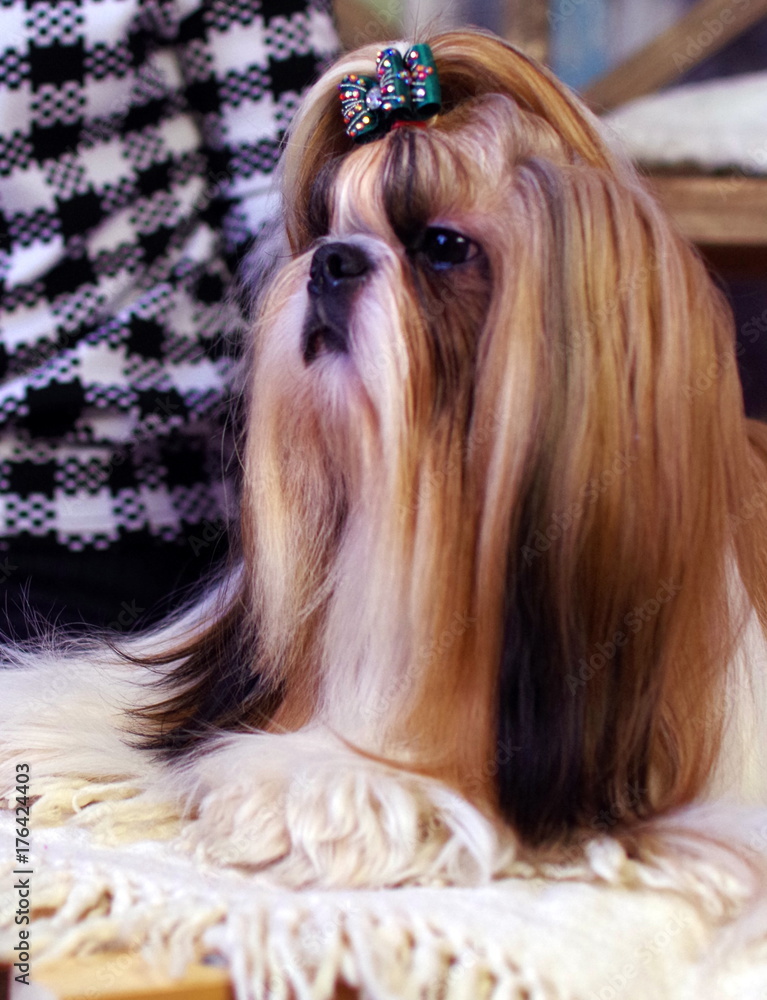Naklejka premium dog ,new year ,winter ,Shih Tzu ,purebred dinosaursthe dog