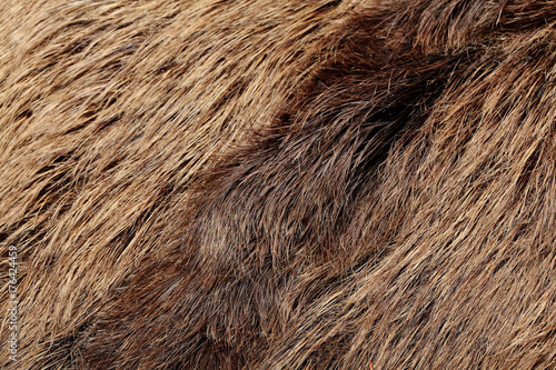 Wild boar fur texture, wildlife animal, close up