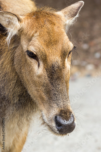 Female Pere Davids deer, summer hot day photo