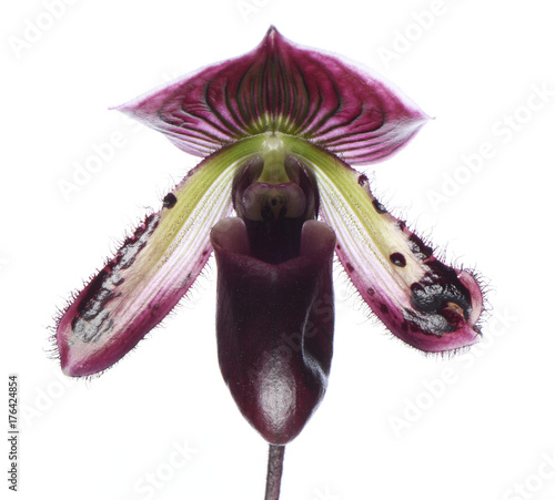 Fototapeta Naklejka Na Ścianę i Meble -  orchid Paphiopedilum flower isolated over plain background
