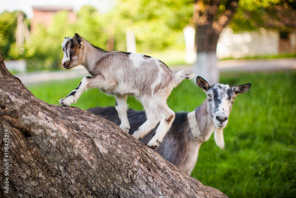 Naklejka premium A beautiful photo of two goat from mom and baby