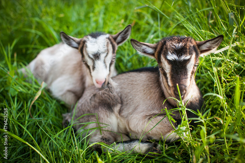 A beautiful photo of two little goats that lie together in grass