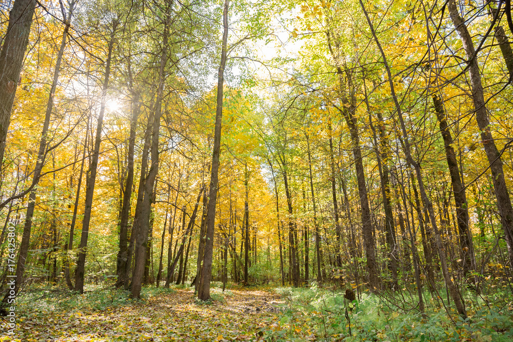 Fototapeta premium Beautiful autumn forest. The trail is strewn with colorful leaves.