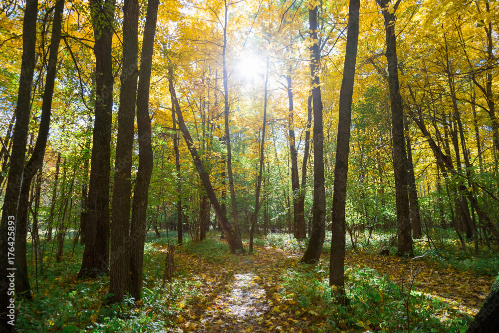 Naklejka premium Sun rays between tree branches in the autumn forest