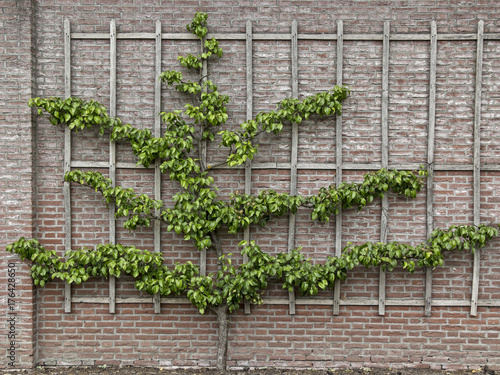 Pear tree growing on a espalier on a brickwall