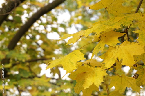 Maple branches with yellow leaves in autumn