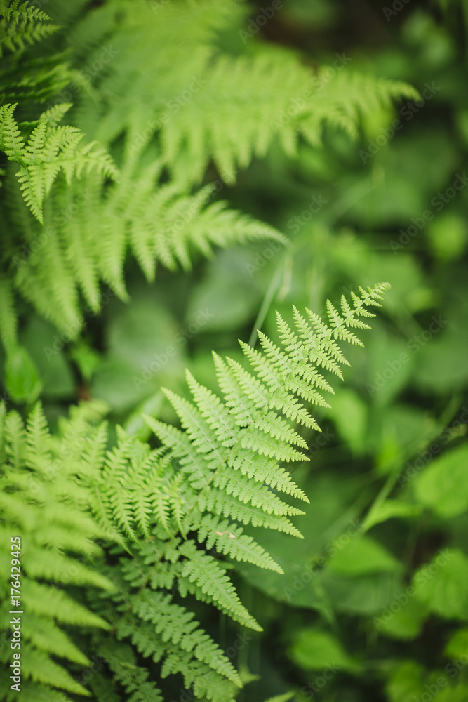 Ferns in New England Forest Ferns in New England Forest