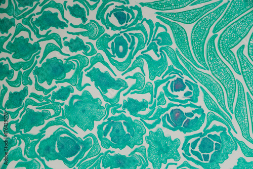 plant cells of fruit c.s. micrograph