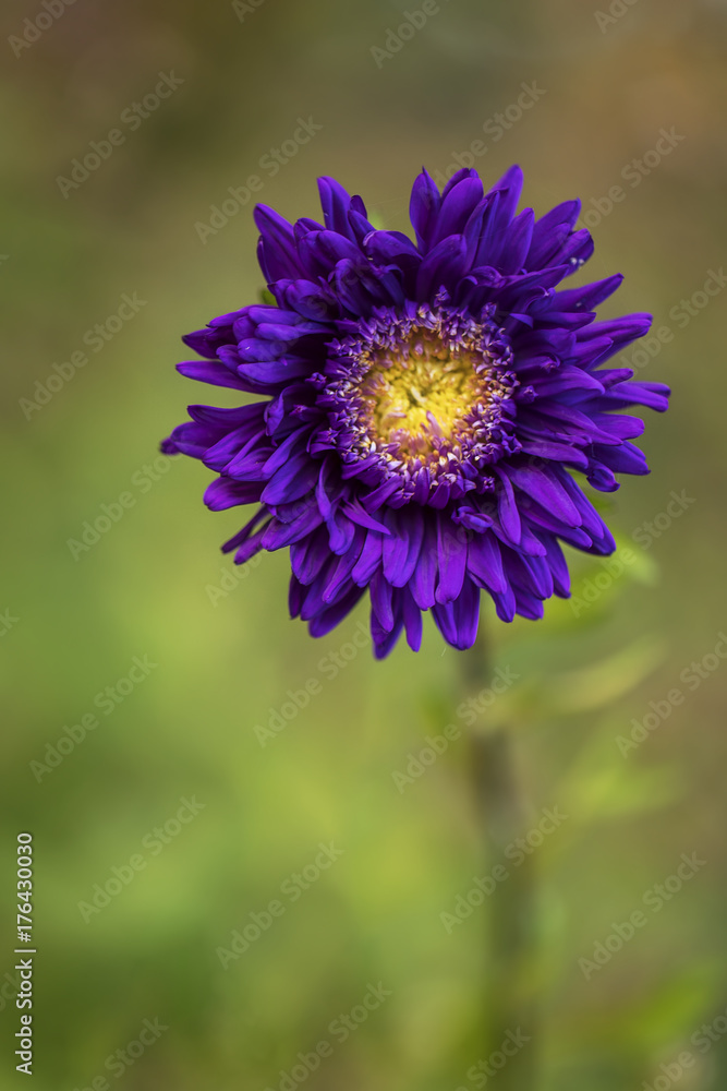 Fototapeta premium A beautiful large flower.