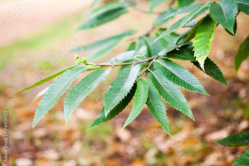 Quercus turner (Turner s oak)- tree and details  photo