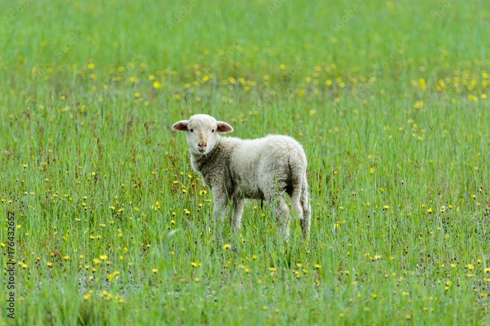 Obraz premium Single lamb in field