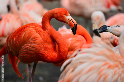The red flamingo close up