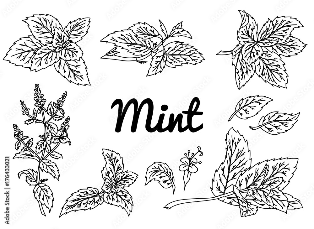 Mint vector drawing set. Isolated mint plant and leaves. Herbal engraved style illustration. Detailed organic product sketch. Cooking spicy ingredient Mint vector drawing set. Isolated mint plant and leaves. Herbal engraved style illustration. Detailed organic product sketch. Cooking spicy ingredient